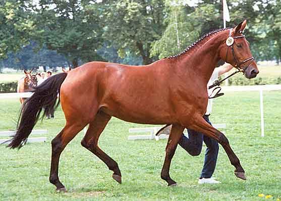 Als 4-jährige bei der Trakehner Bundesschau