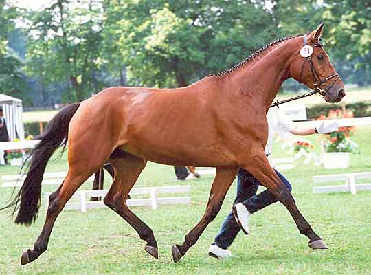 Als 4-jährige bei der Trakehner Bundesschau