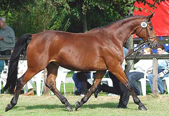 Als 11-jährige bei der Trakehner Landesschau