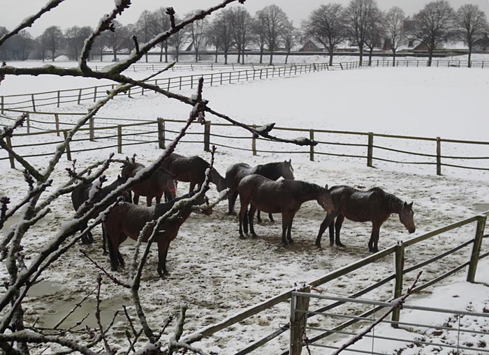 Pferde im Schnee