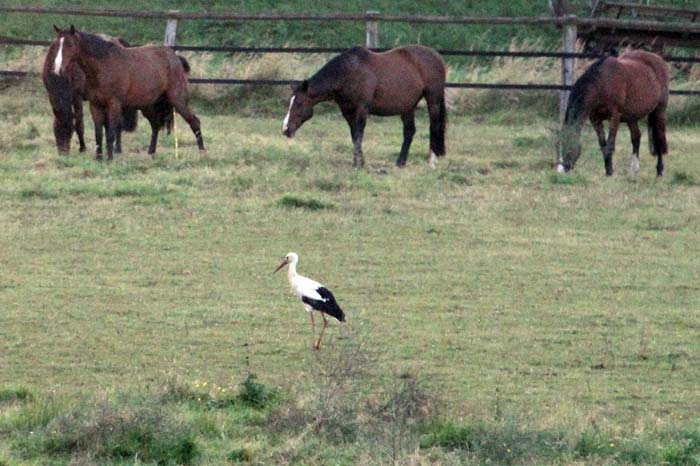 Storch