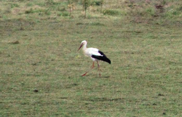 Storch