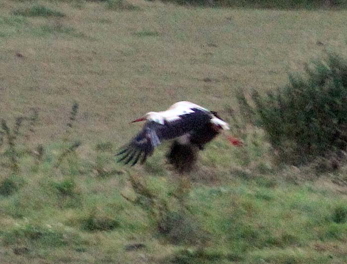 Storch